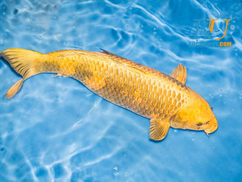 Mơ thấy con cá vàng khổng lồ