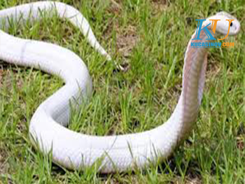 Mơ thấy rắn đánh con gì trúng lớn?