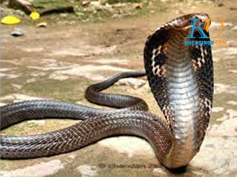 Giới thiệu về loài rắn hổ mang