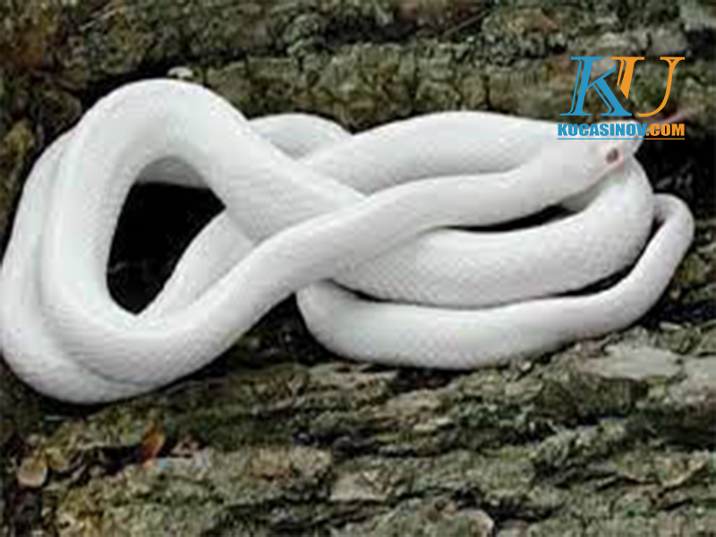 Mơ thấy rắn trắng có ý nghĩa gì?